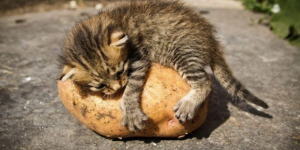 kittenpotato